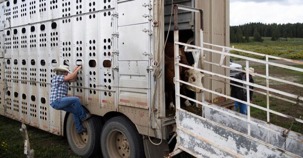 dairy-cows-transported-between-states-must-now-be-tested-for-bird-flu