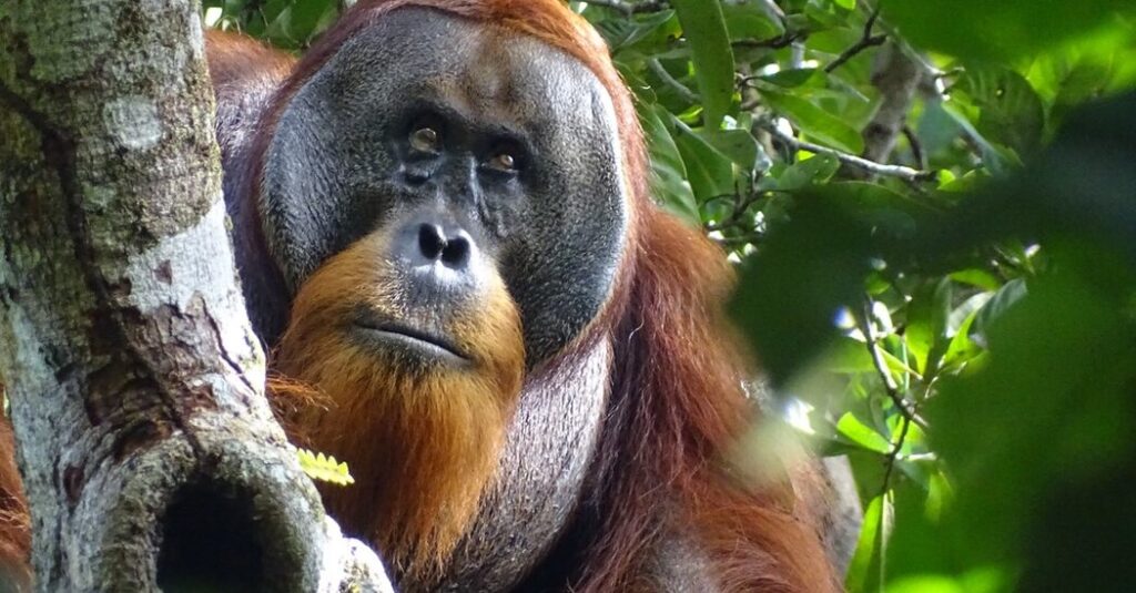 orangutan-seen-healing-his-facial-wound-with-medicinal-plant